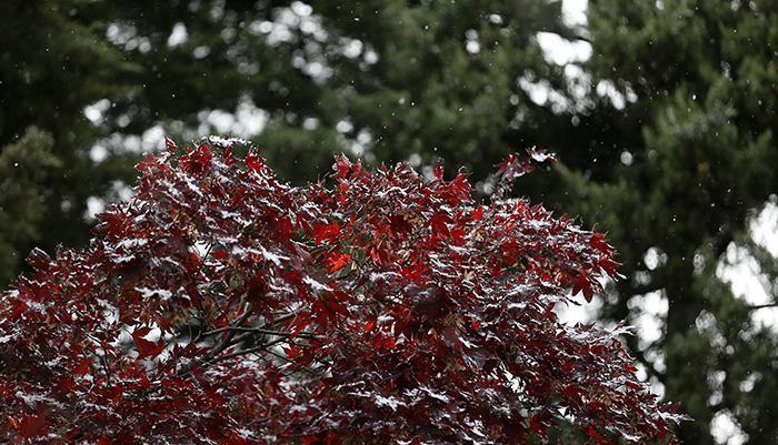 First_Snowfall_in_Seoul_Article_02.jpg