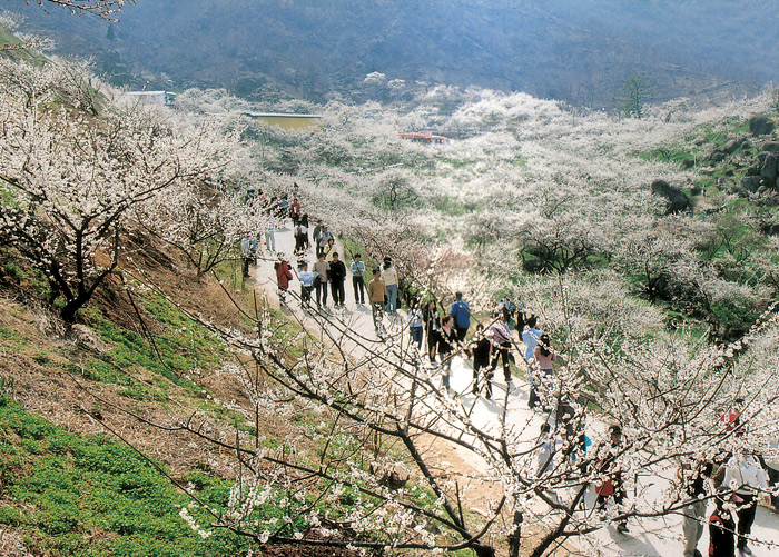 Gwangyang_maehwa_korail_L1.jpg