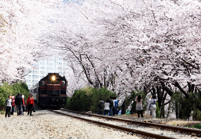 Jinhae_1.jpg