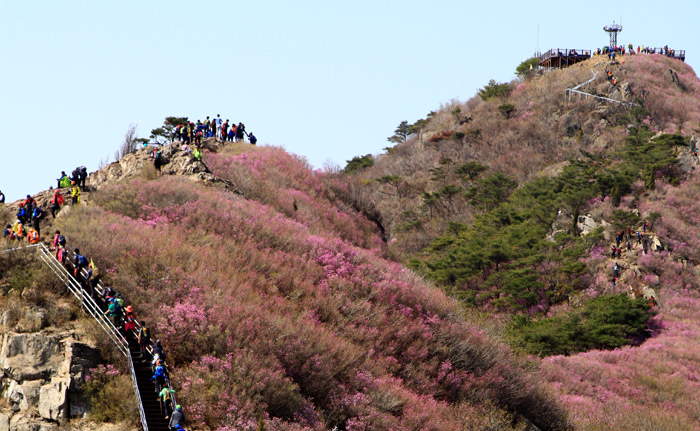 Yeosu_azalea_L1.jpg