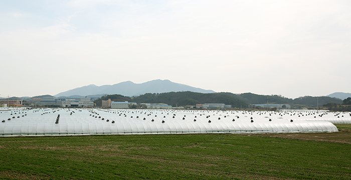 Hamangun-County_Local_Article_08.jpg Hamangun-County_Local_Article_08.jpg